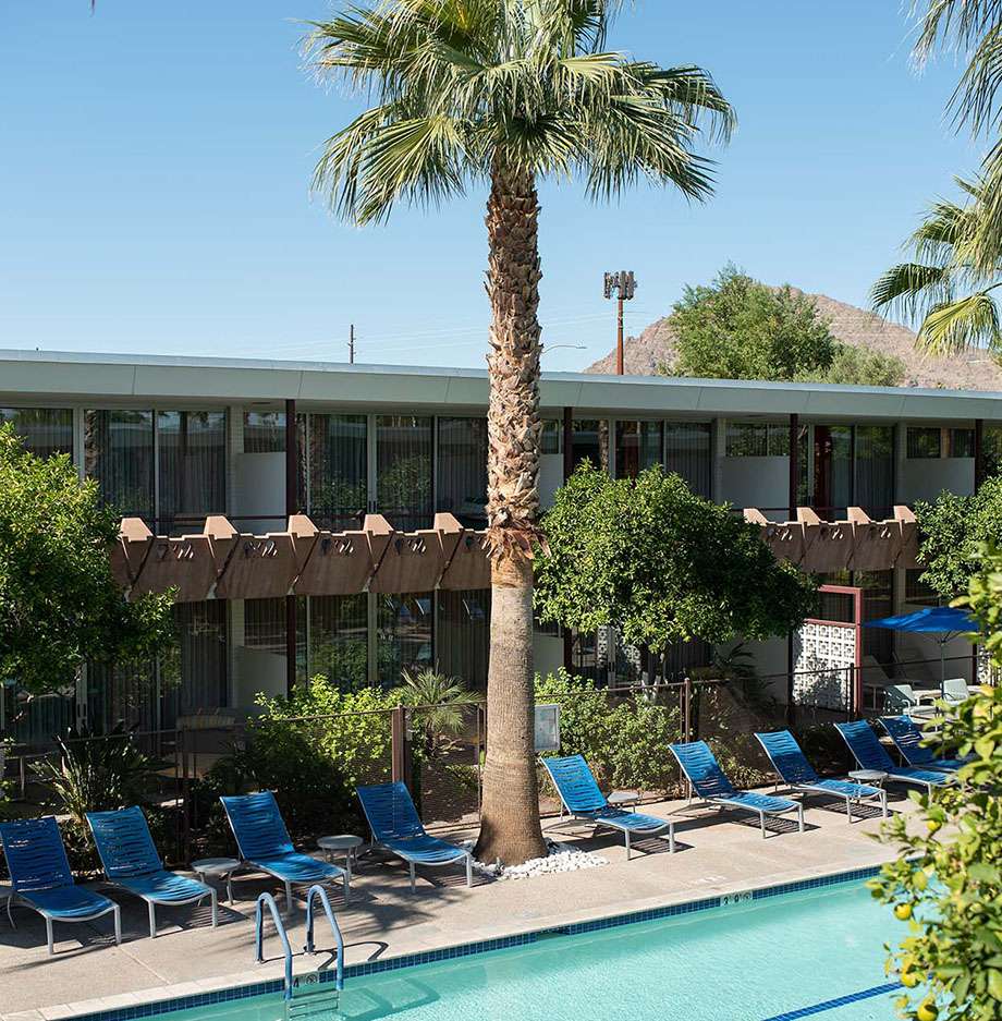 Relaxing pool area with lounge chairs and palm tree.