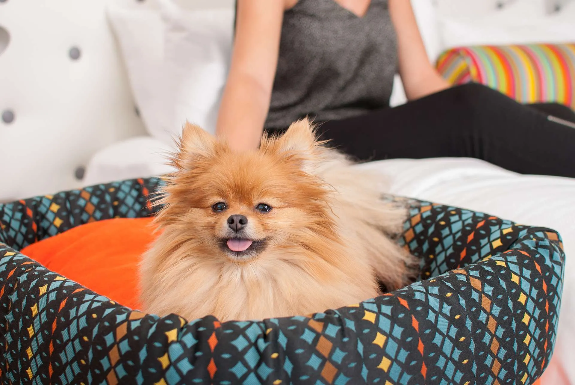 A dog laying in a pet bed beside a woman on a bed.